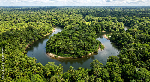 Aerial Tropical Forest River with Dense Palm Trees Emerald Jungle Landscape Nature Background