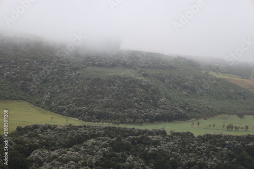 misty, rolling rural landscape, green fields, dark conifer forest (wide-angle, panorama, heavy-overcast, moody, morning) 6428