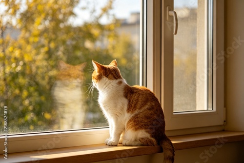 猫咪窗台看风景背影