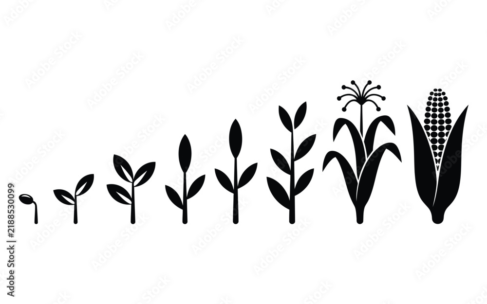 Obraz premium Corn plant growth cycle progression silhouette vector illustration from seed sprouting seedling to mature maize cob isolated on white