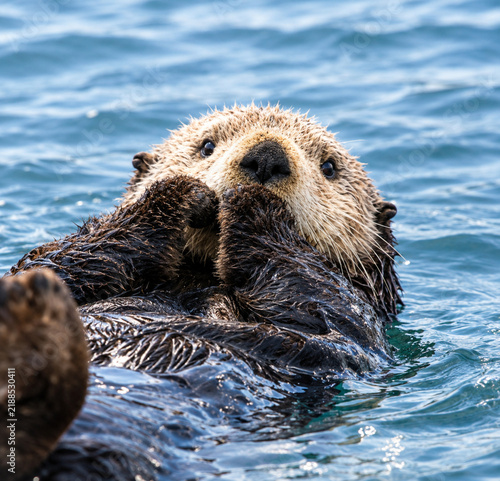 Plakat sea otter floating