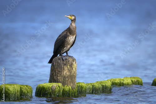 Bild auf Leinwand Kormoran (Phalacrocorax carbo) steht mit gedrehtem Kopf auf einer Buhne im blaue