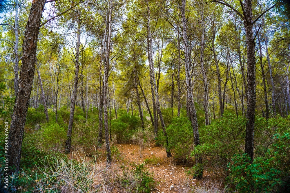 Obraz premium Forest floor with tall trees and green undergrowth