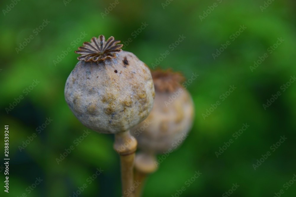Obraz premium Large poppy seeds with soft background 