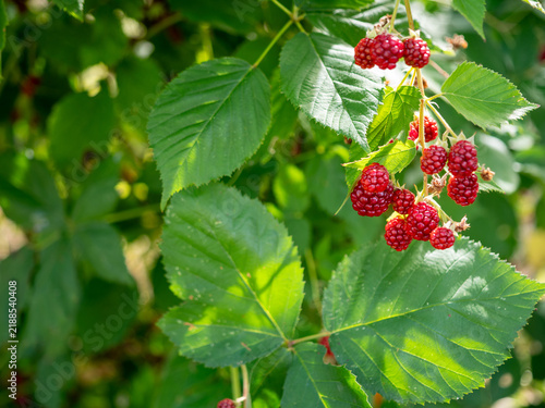 Cluster of red unripe blackberries (Rubus) growing among lush green leaves in sunlight, showing fruit development and the natural ripening process before harvest.