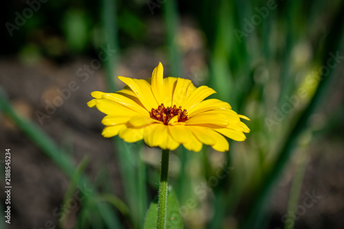 Obraz na płótnie Gelbe Blüte