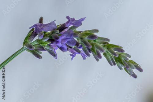 Obraz na płótnie Lavendel vor der Blüte