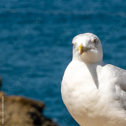 Close-up of a seagull with a pale yellow beak and white plumage, set against a blurred blue background of the sea.