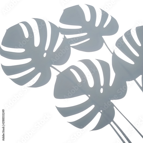 Monstera leaves with light shadows