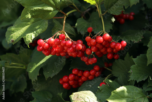 Obraz na plátne Lush viburnum bush with ripe berries close-up