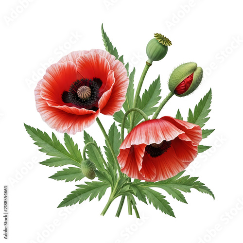 Red poppy flowers with green leaves and bud