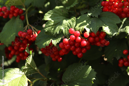 Canvastavla Lush viburnum bush with ripe berries close-up