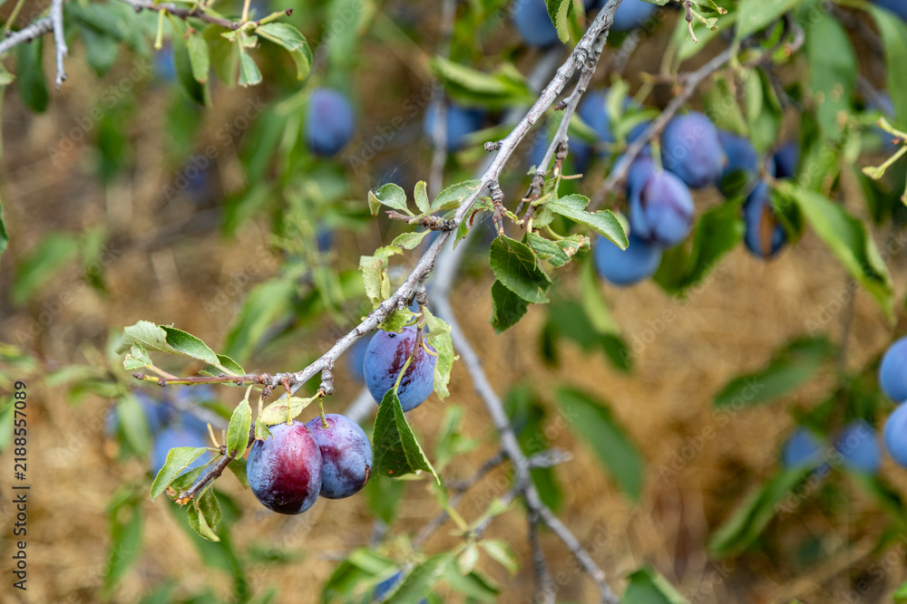 Obraz premium Ripe plums hanging from a branch in a sunlit orchard ready for harvest, Copeland Place, Kelowna, BC, Canada 
