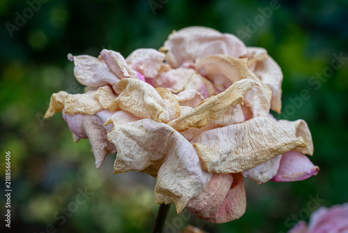 Welke Rose in rosé