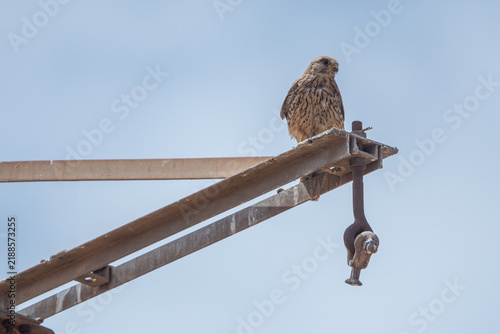 Cuadro en lienzo Common kestrel (Falco tinnunculus) perched high on metal structure in Marjal del