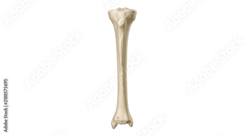 Human tibia bone vector illustration isolated on white