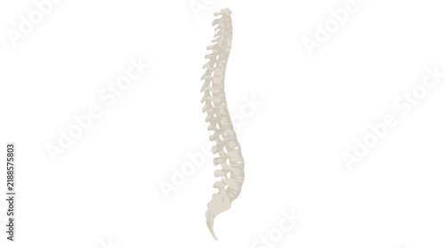 Human spine vertebral column vector illustration isolated on white