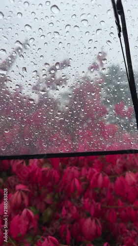 Close-up of water drops running down a transparent umbrella with beautiful blurred red autumn leaves and rainy city park background