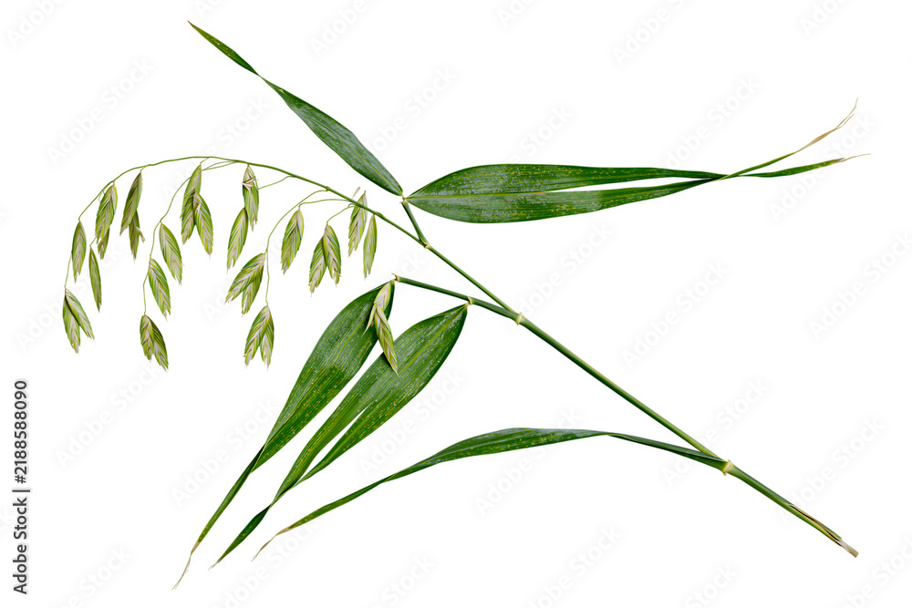 Fototapeta premium Oat plant stalk with leaves and grain isolated on transparent background