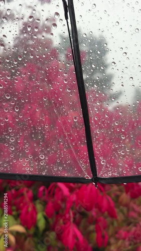 Close-up of water drops running down a transparent umbrella with beautiful blurred red autumn leaves and rainy city park background