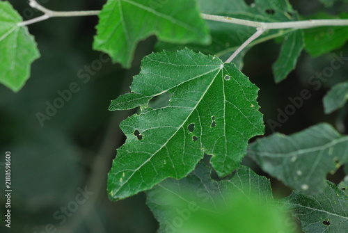 Canvastavla Populus alba