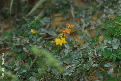 Tapety artystyczne Lotus corniculatus