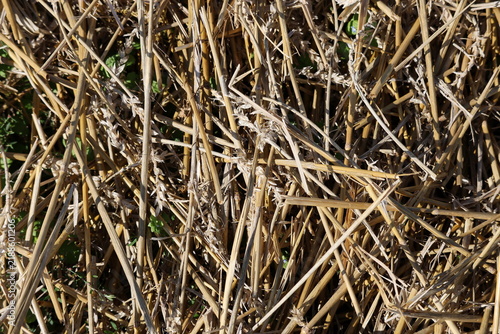 Foto Dry wheat straw and remaining stubble covering the ground after grain harvest