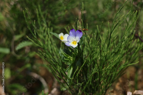 фотографія Delicate Field Pansy flowers with characteristic purple markings and soft green