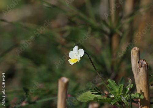 Canvas Print Field Pansy with delicate cream and yellow flowers marked by purple veins, Viola
