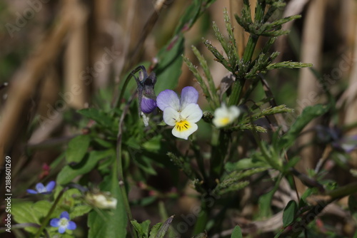 фотографія Flowering Field Pansy displaying small pale blossoms with vivid yellow centers,