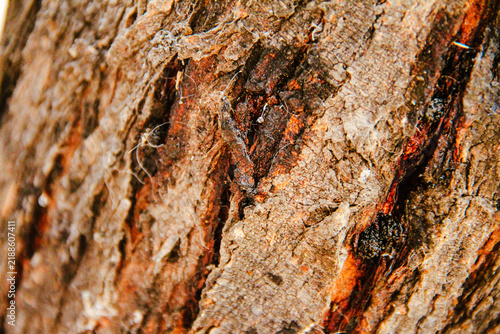 Obraz na płótnie Textura Árbol