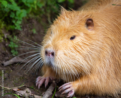 Foto The muzzle of a Red nutria with a white mustache on a bright sunny day