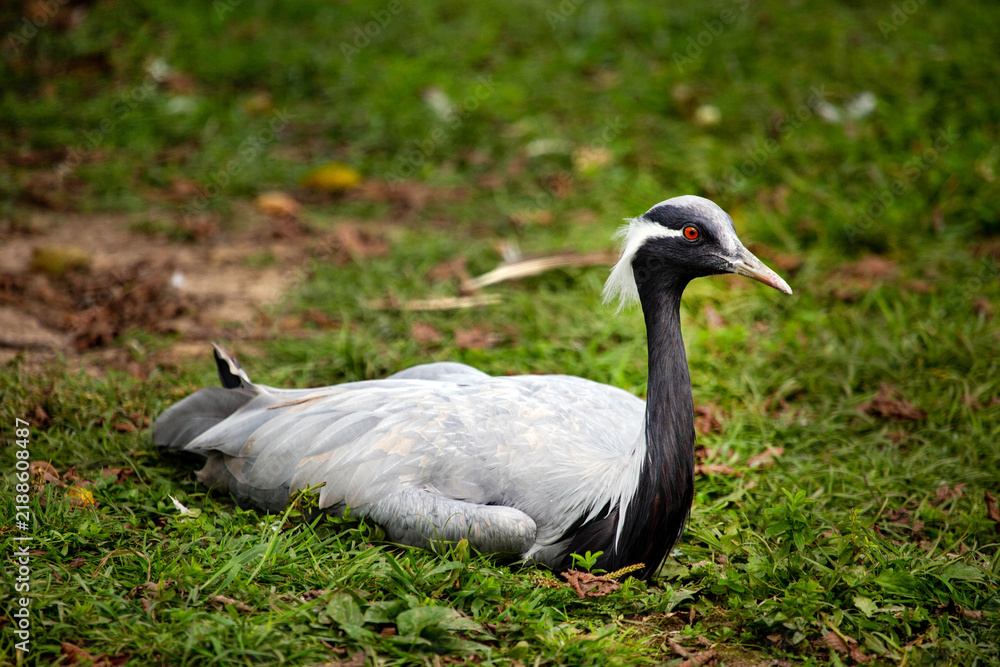 Fototapeta premium A beautiful crane sits in the green grass on a bright sunny day. Animals, birds, ornithology, ecology.