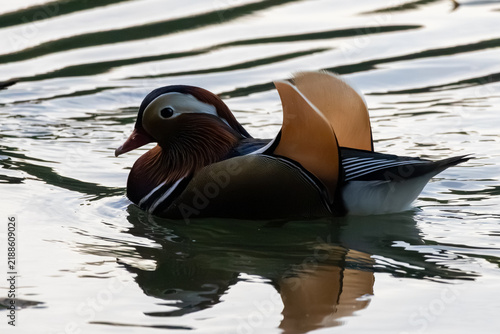 duck in the water
