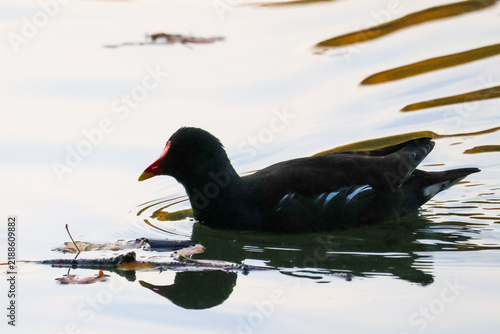 duck on the water