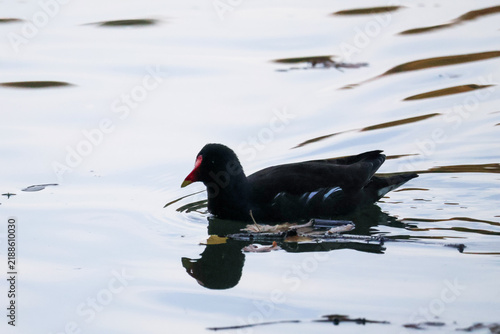 red winged blackbird