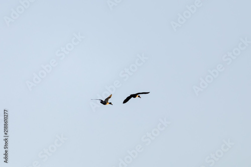 birds in flight