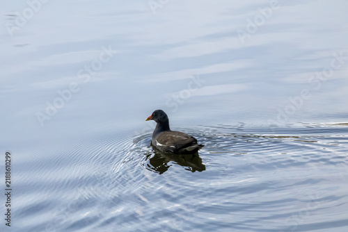 duck on the water