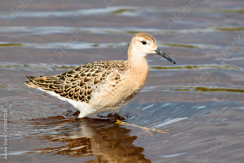 Foto Migratory bird Turukhtan in river water.