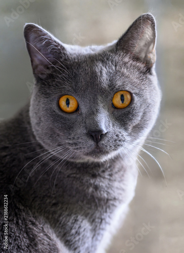 Portrait rapproché d'un chat Chartreux aux yeux orange