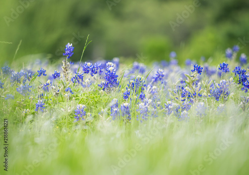 Dallas Blue Bonnet - Texas bluebonnets are blooming everywhere from city to country side.