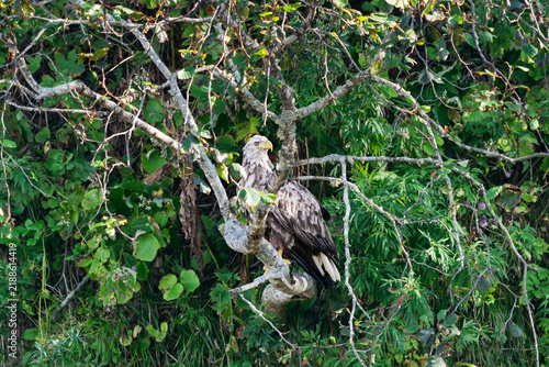 White-tailed eagle (Haliaeetus albicilla) sitting on a brunch of alder tree, Kunashir Island