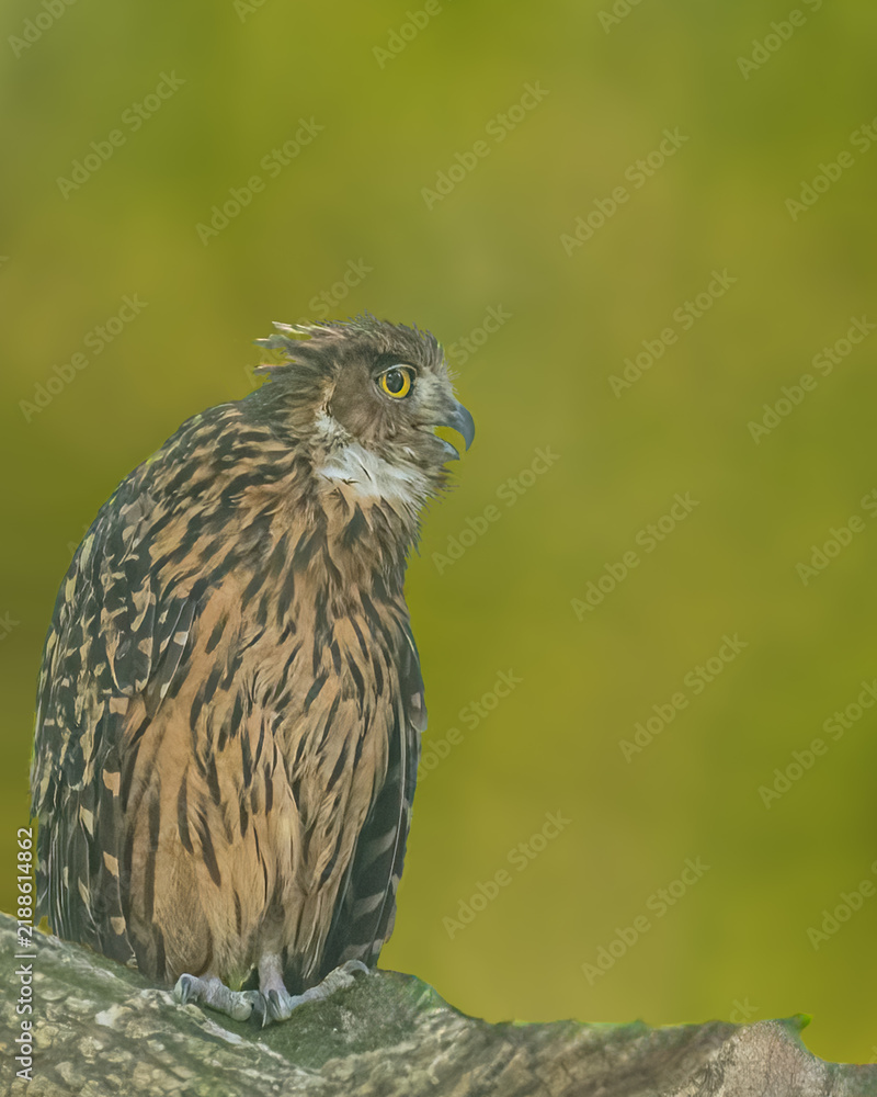 Obraz premium A Tawny Fish Owl
