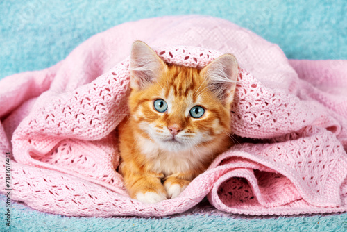 Fotografie Cute little red kitten peeking out from under the soft warm pink blanket