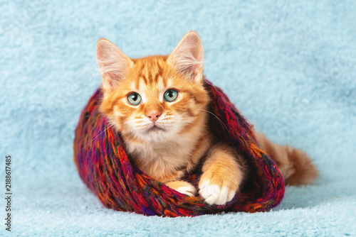 Obraz na plátně Cute little red kitten wrapped in a scarft on blue background