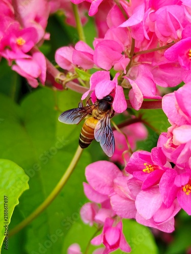 Fotografía bee on pink flower 
Asian honey bee (Apis cerana) foraging on pink coral vine fl