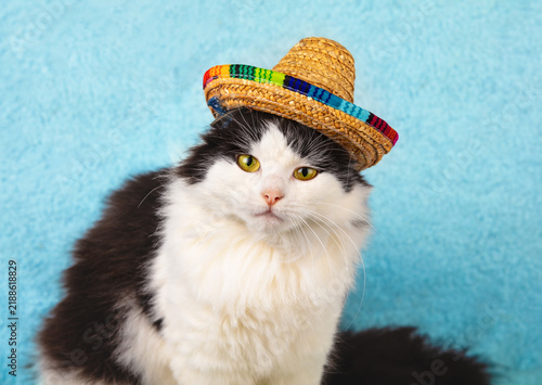 Obraz na płótnie Portrait of a funny cat in hawaiian style straw hat on blue background