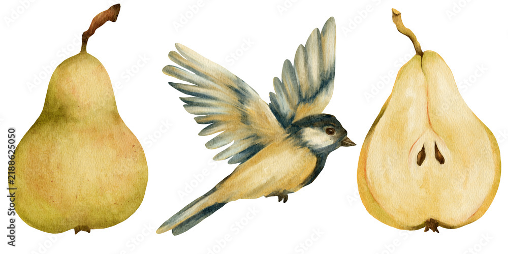 Fototapeta premium Watercolor pear and bird illustration set for packaging, food labels, recipe books, kitchen textiles, fabric prints, greeting cards, stationery and natural food branding