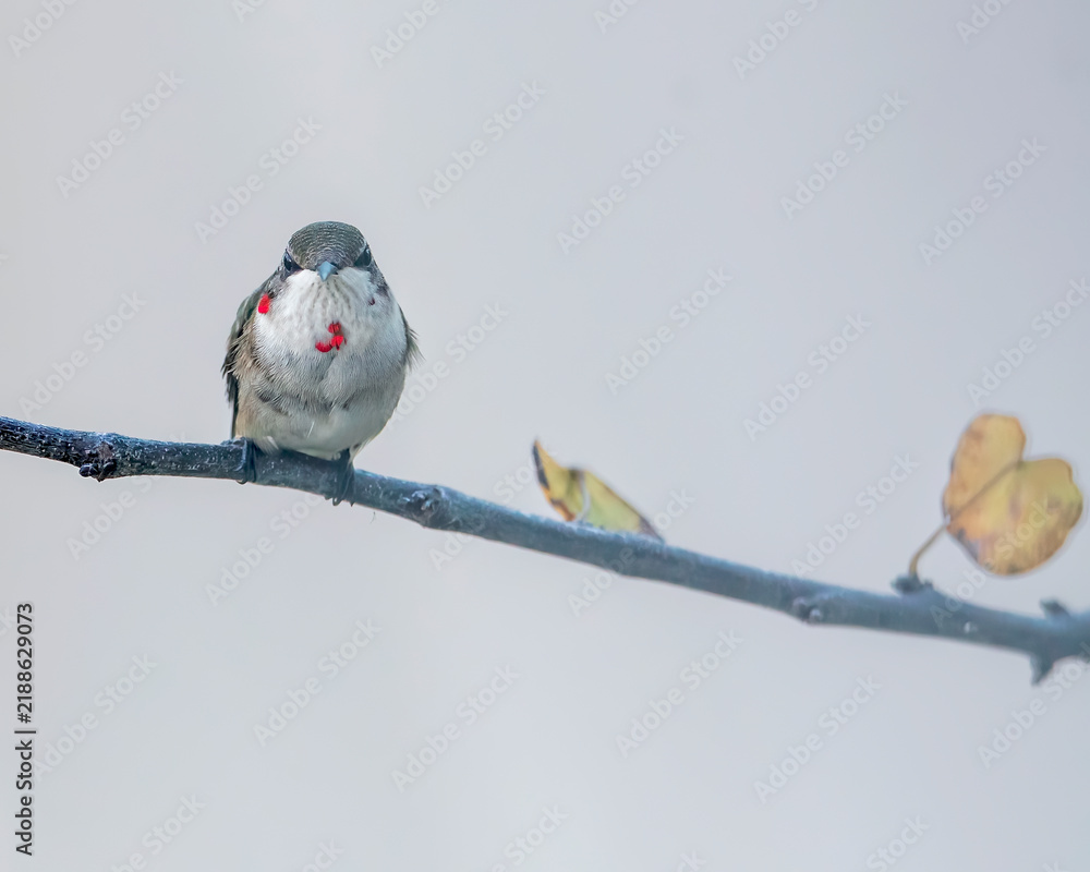 Fototapeta premium Juvenile Ruby-Throated Hummingbird Beginning to Show Gorget Color