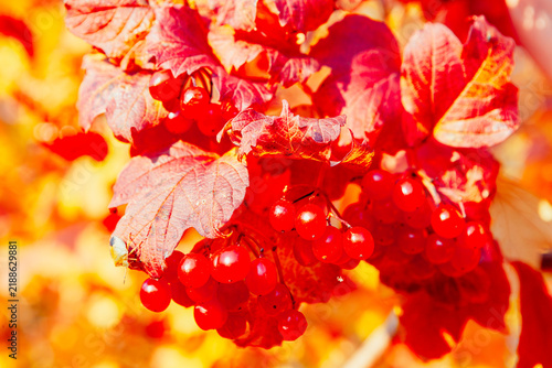Quadro su tela Red viburnum berries hang among pink-tinged leaves against a warm background